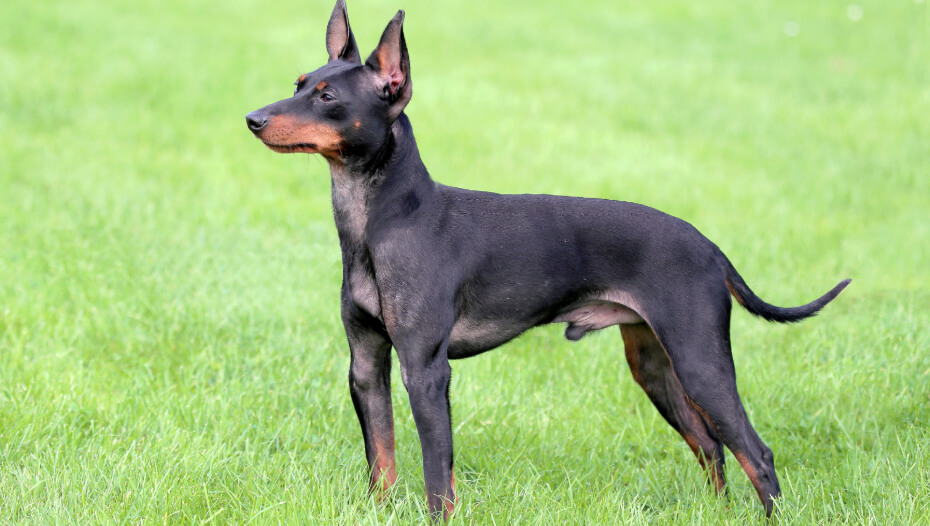 Black and store tan manchester terrier